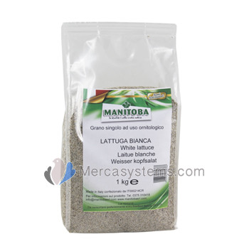 Manitoba Lattuga Bianca 1kg, (sementes de alface branca extra)